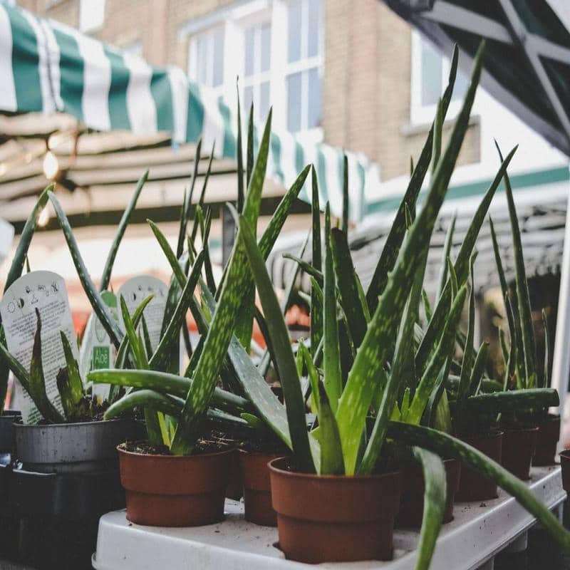 Aloe Vera: Nature's Soothing Beauty for Home & Health