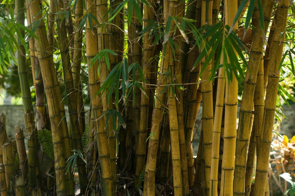 Bamboo planting, care and control, ideas for best species