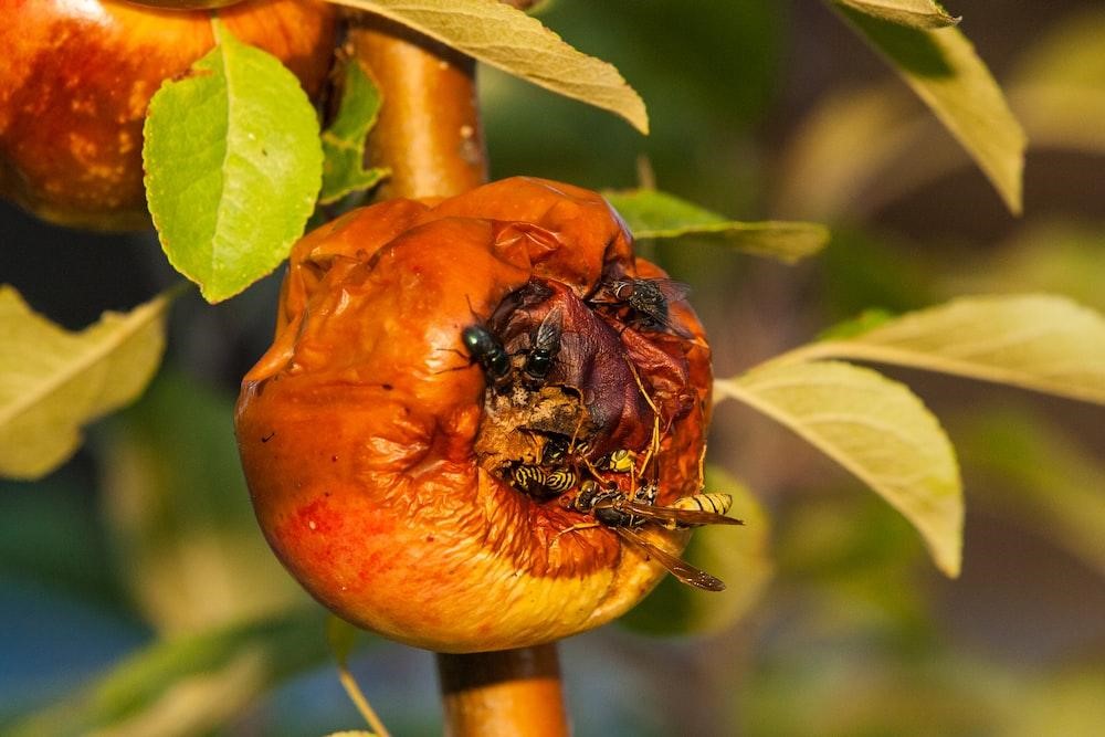 Fruit Fly BarPro - Food Service Professionals – Fruit Fly Killer