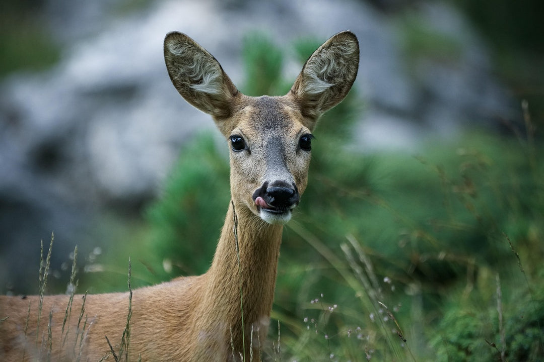 Close-up of a young deer in a lush forest setting, with its tongue out and soft background focus.