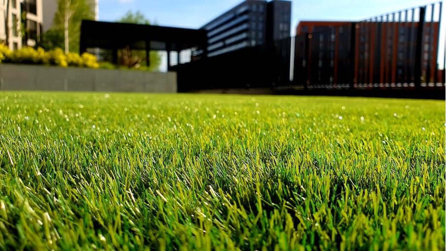 Close-up view of lush green grass in a modern outdoor space behind buildings.