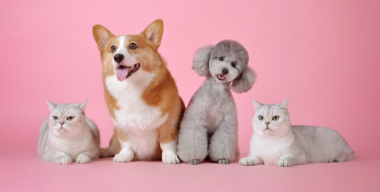 A Corgi, a gray Poodle, and two silver cats sitting together on a pink background, showcasing their playful expressions.