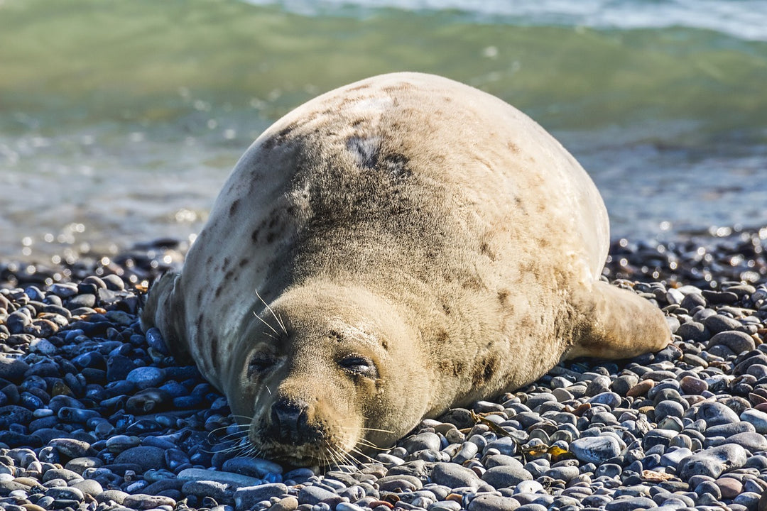 A gray seal lounging on smooth pebbles at the beach near calm ocean water.