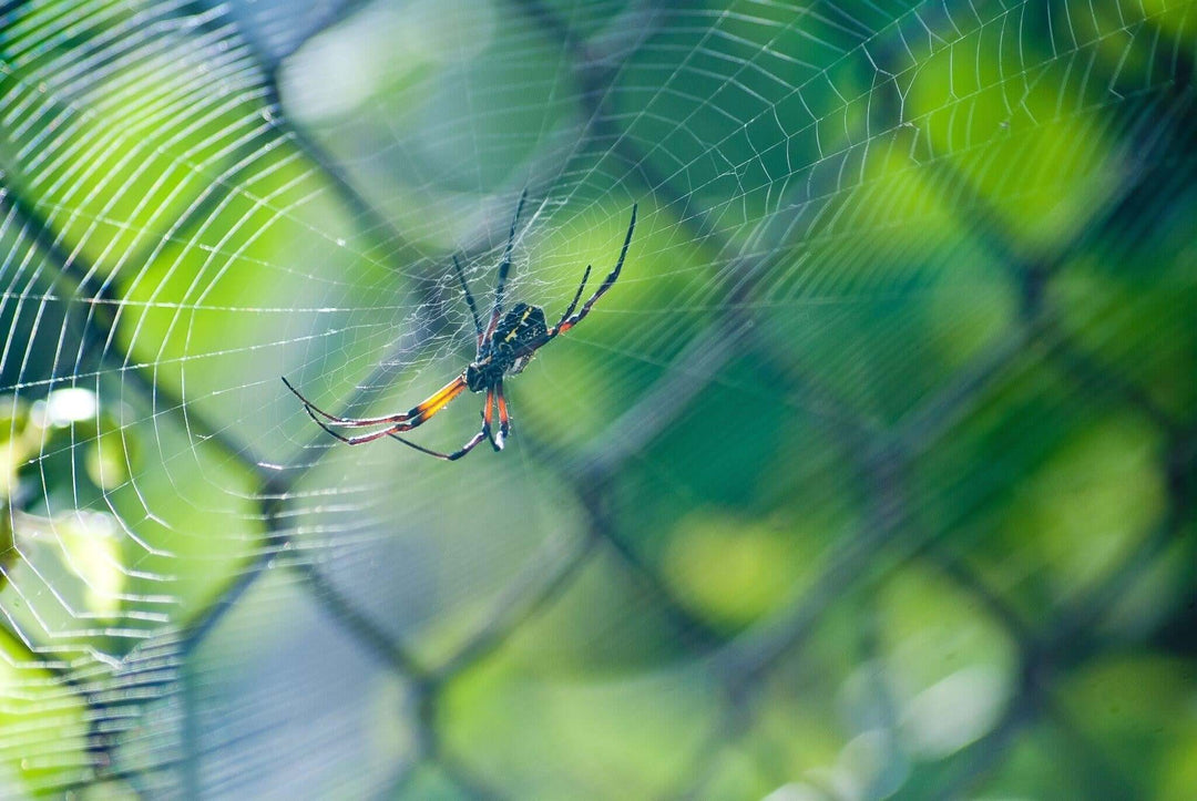 How to Keep Spiders Away