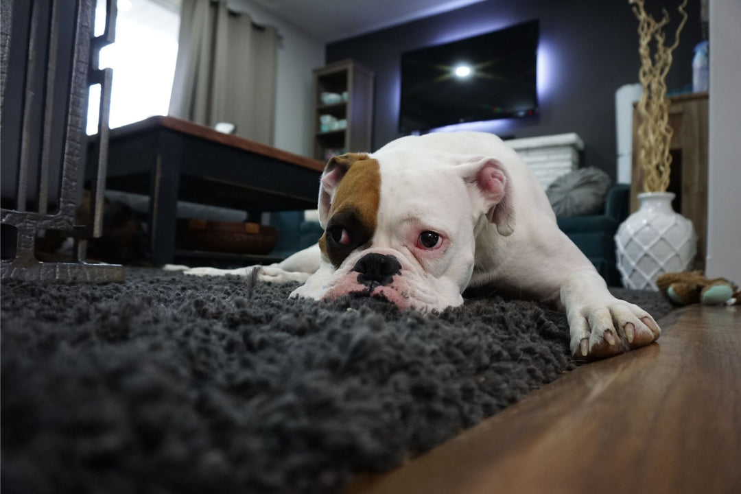 Rug Makeover: Transforming Your Space with Shaggy Elegance🐶