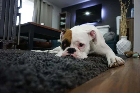 Shaggy rug styled in a living room makeover