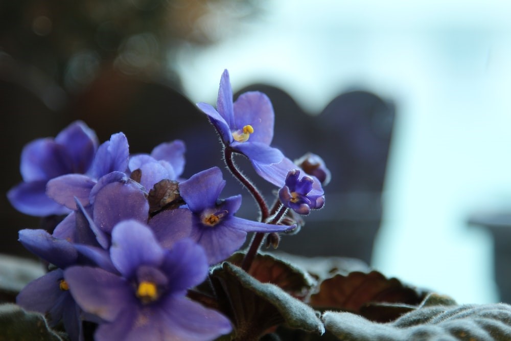 How to Grow and Care for African Violets