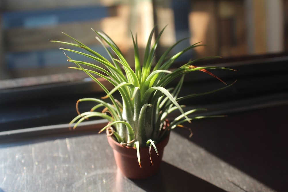 What Are Air Plants and How You Can Maintain Them?