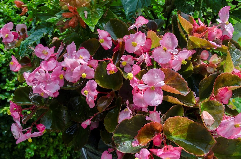 How to Take Care Of and Utilize Begonia Plants