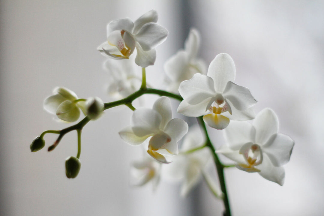 How To Take Care of Orchid Plant?