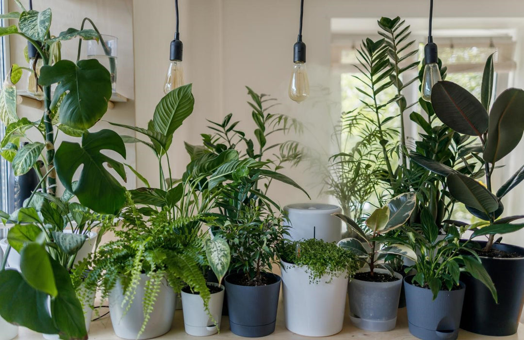 Beautiful Indoor Plants Every Plant Person Should Have