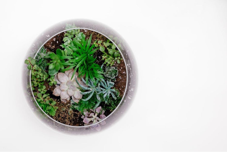 A Step-By-Step Guide On Making an Indoor Terrarium