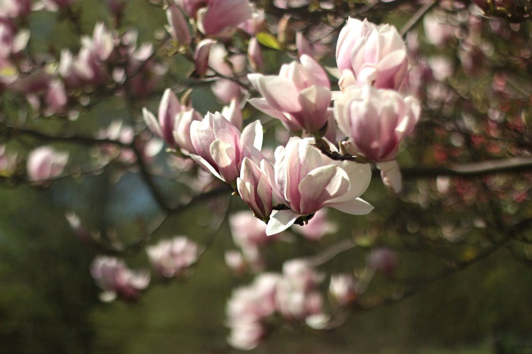 A Step-By-Step Tutorial for Growing a Magnificent Magnolia Tree