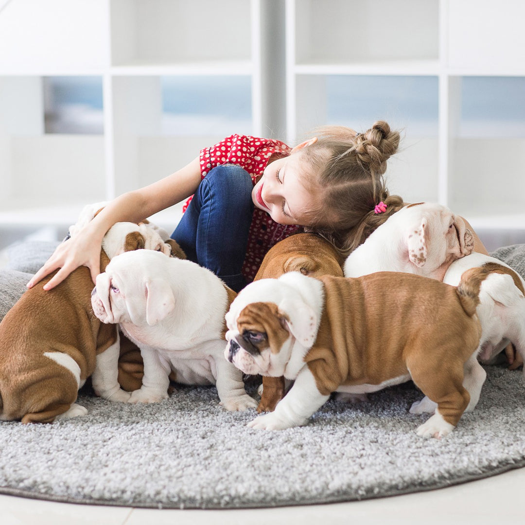 How to Choose Pet-Friendly Rugs