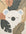 Rug with a koala design surrounded by leaves on a beige background