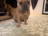 Washable Rug Carina Green | 6934